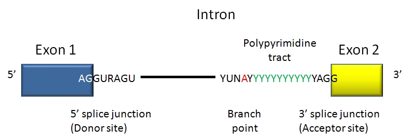 Fig1. Donor and acceptor splice sites consensus. Image taken from (https://commons.wikimedia.org/wiki/File:Consensus_intron.jpg).